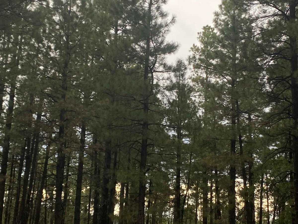 East Buzzard Ridge photo 4
