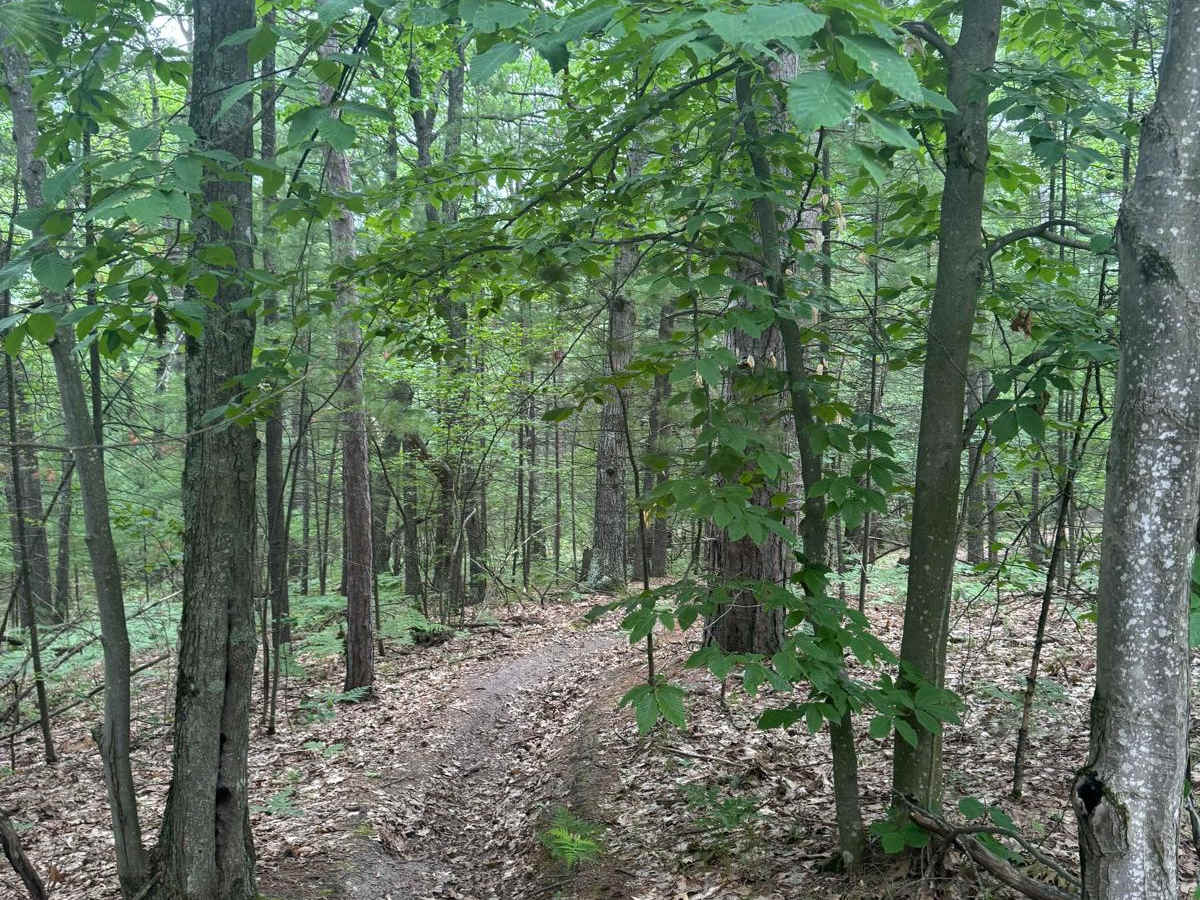 North Missaukee Central Singletrack photo 3