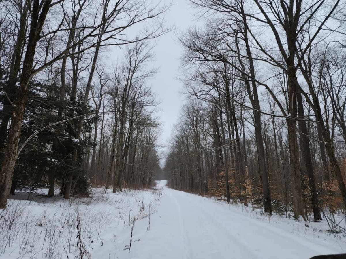 Buck's Brook Track photo 3