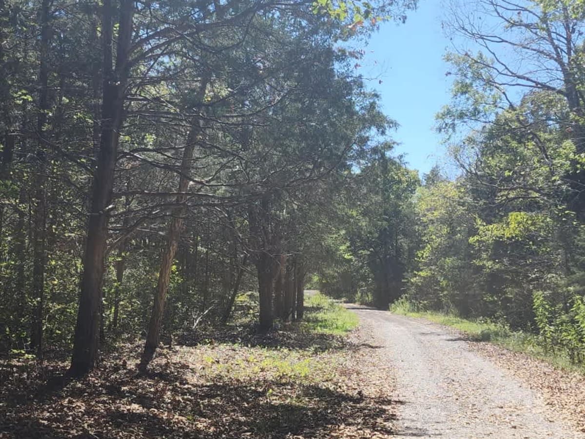 Cedar Forest Road photo 5