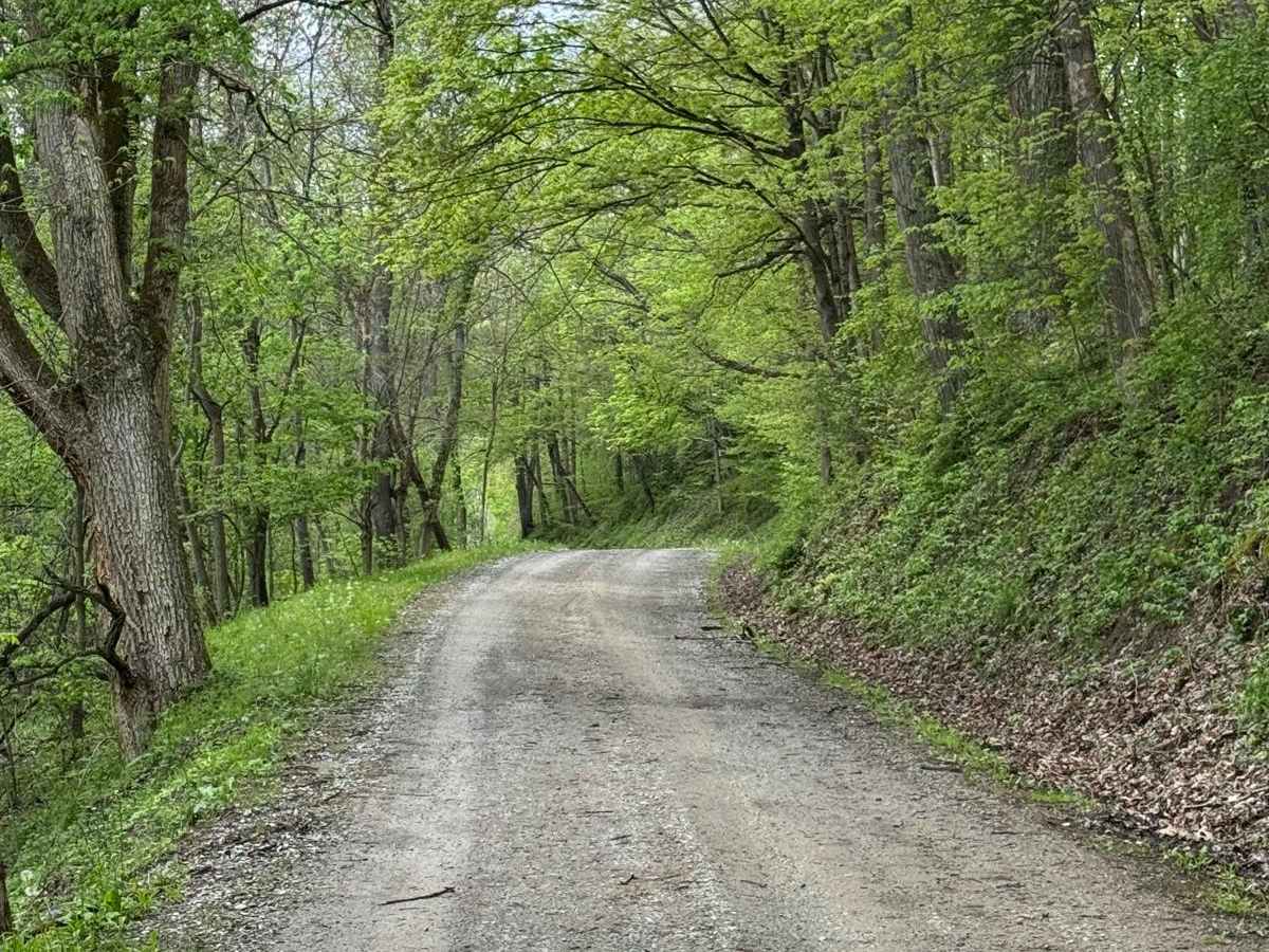 Buck Run Road photo 6