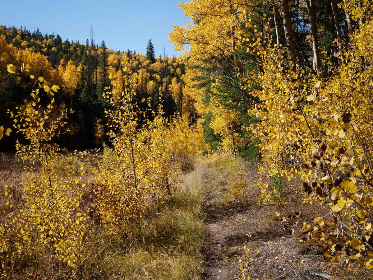 North Gulch trail photo