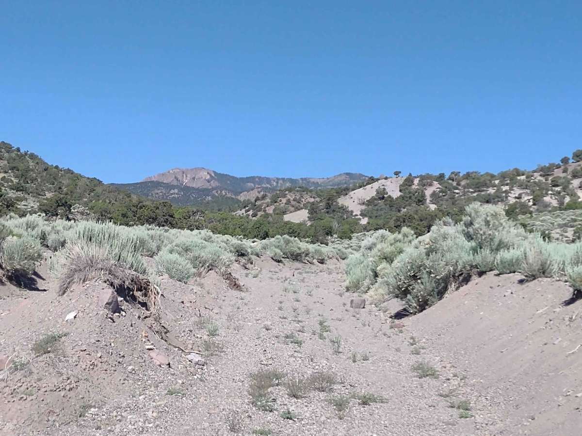 Fallen Tree Gulch (FS#40634) photo 2