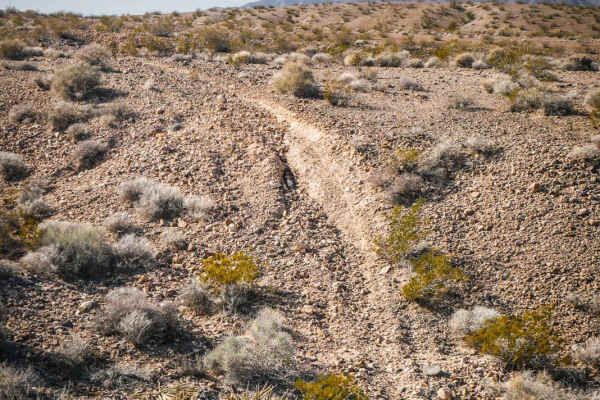 Shorts Trail