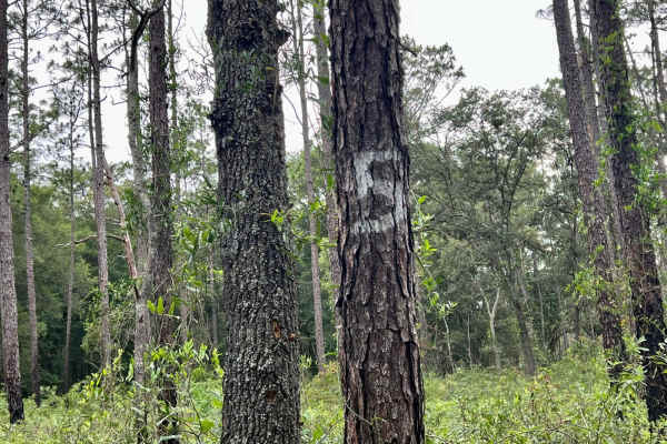 Crooms Wildlife Management | Trail 5