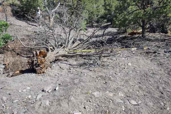 Fallen Tree Gulch (FS#40634)
