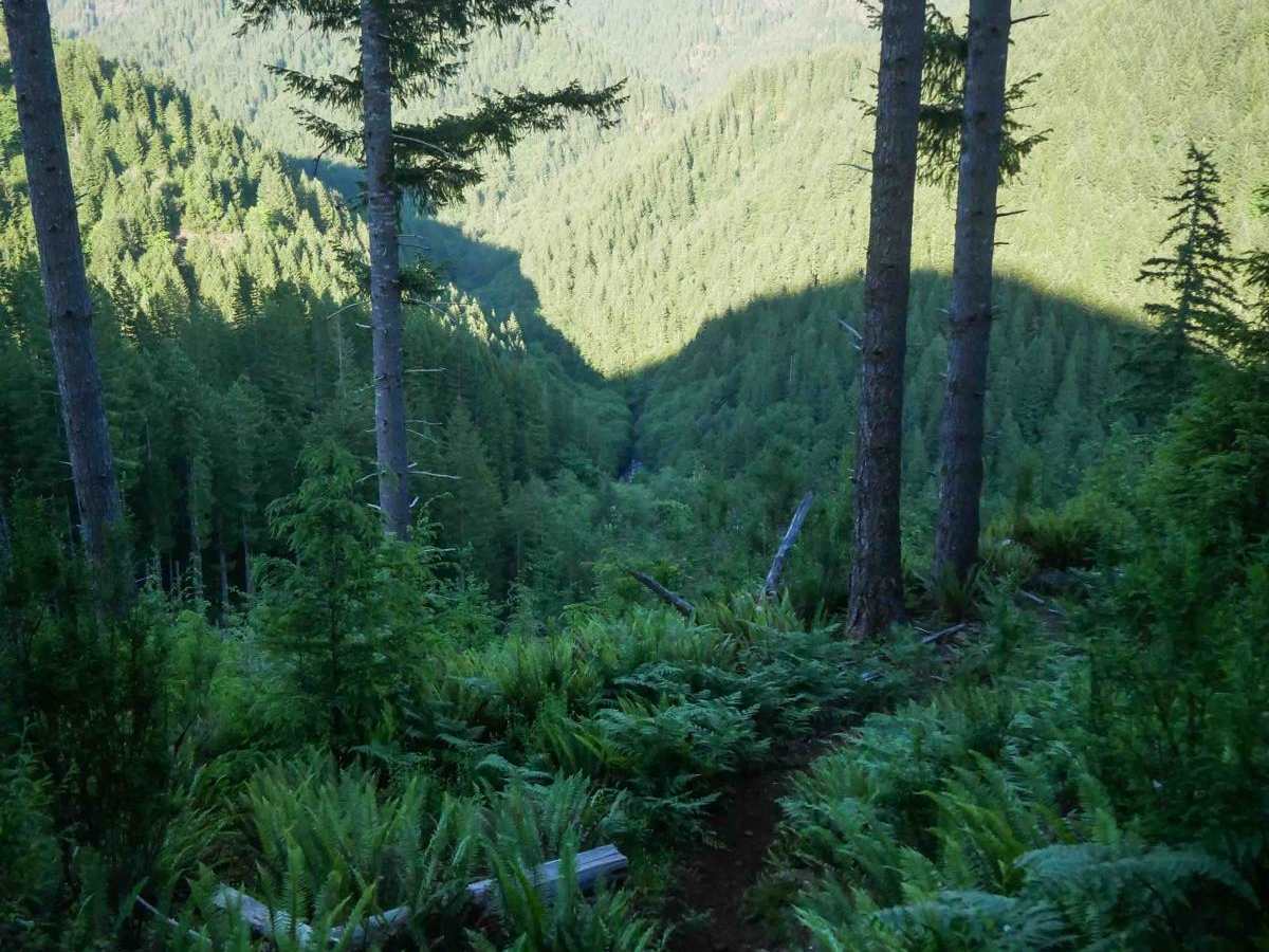 Fern Gully #49 photo 4