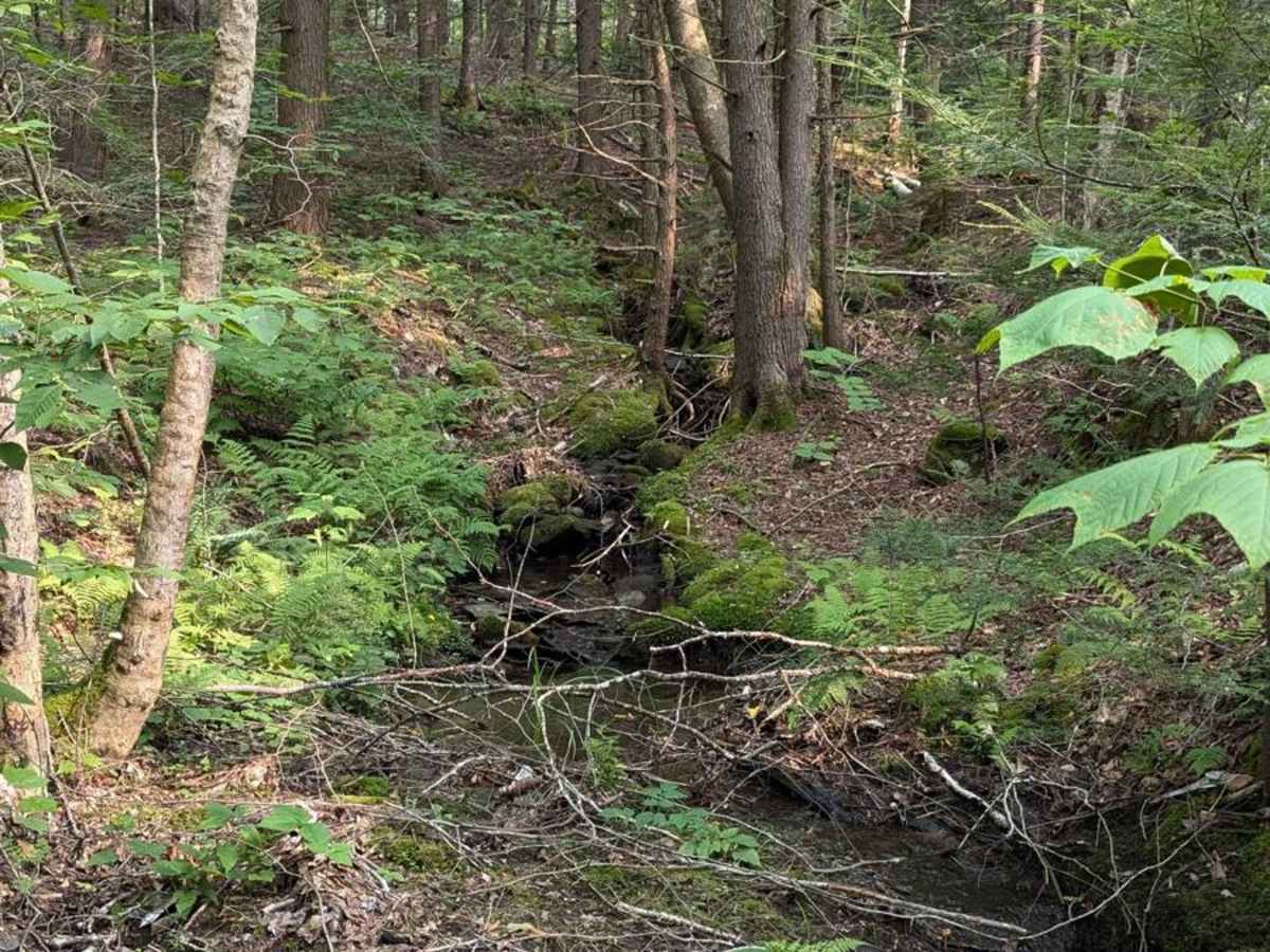 Stetson Road trail photo