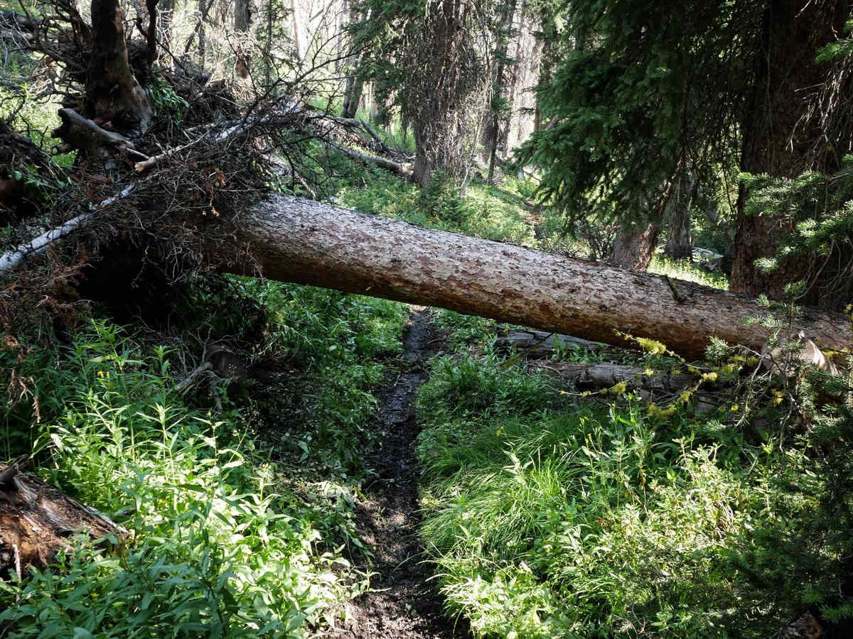 Eleven Mile - Martin Creek photo 5