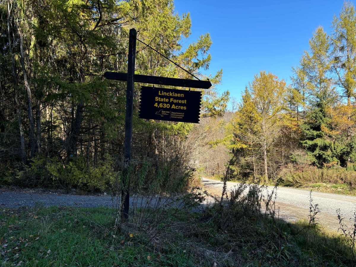 Linklaen State Forest trail photo
