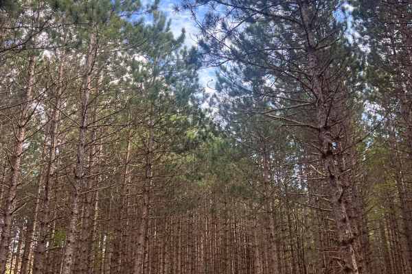 Pine Row Trail