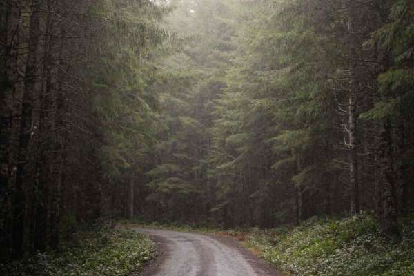 Capitol State Forest Smooth Cruise