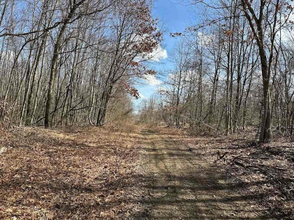 Locust Gap 80 photo 5