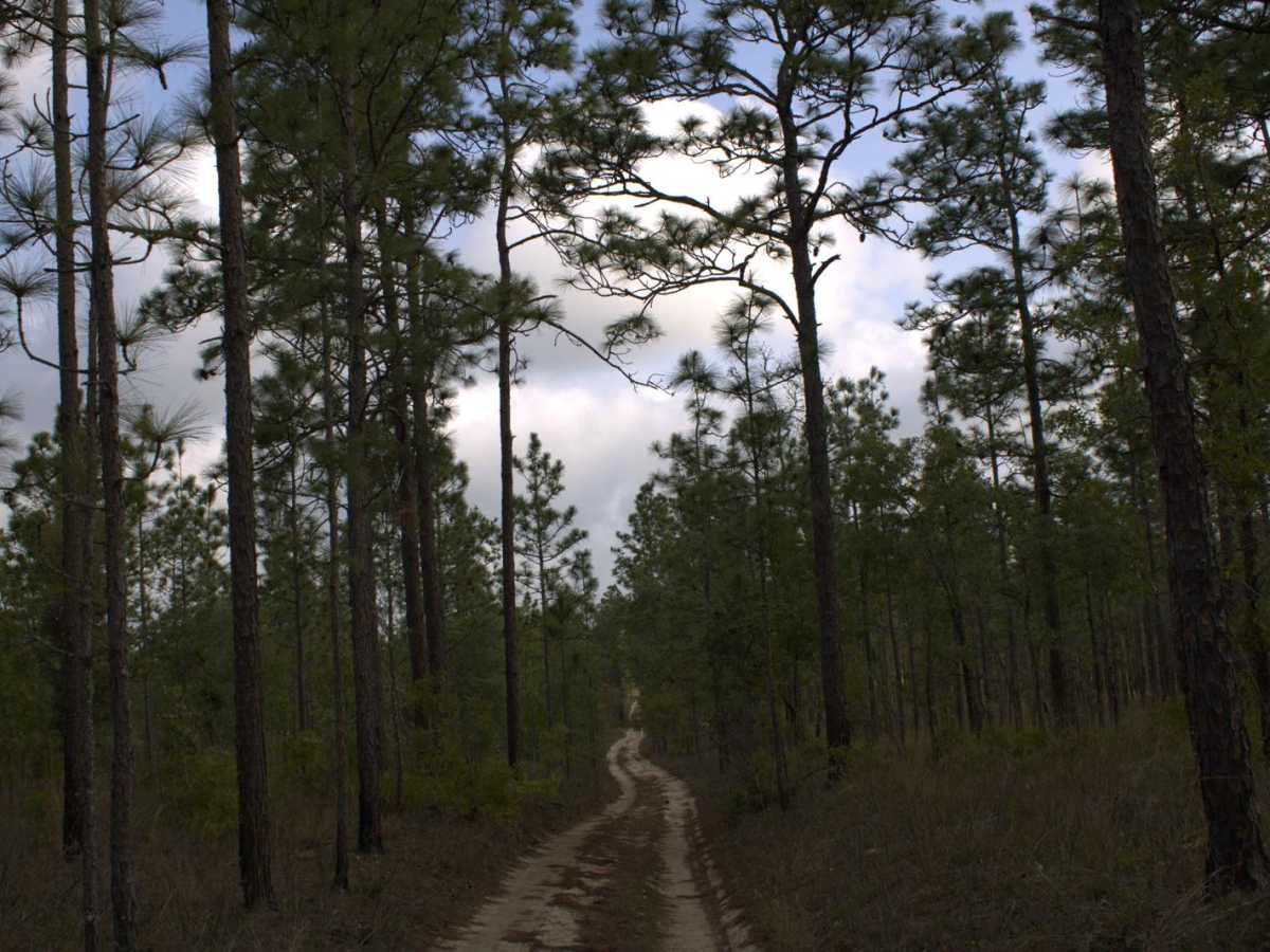 Citrus Wildlife Management | Trail 5 photo 3