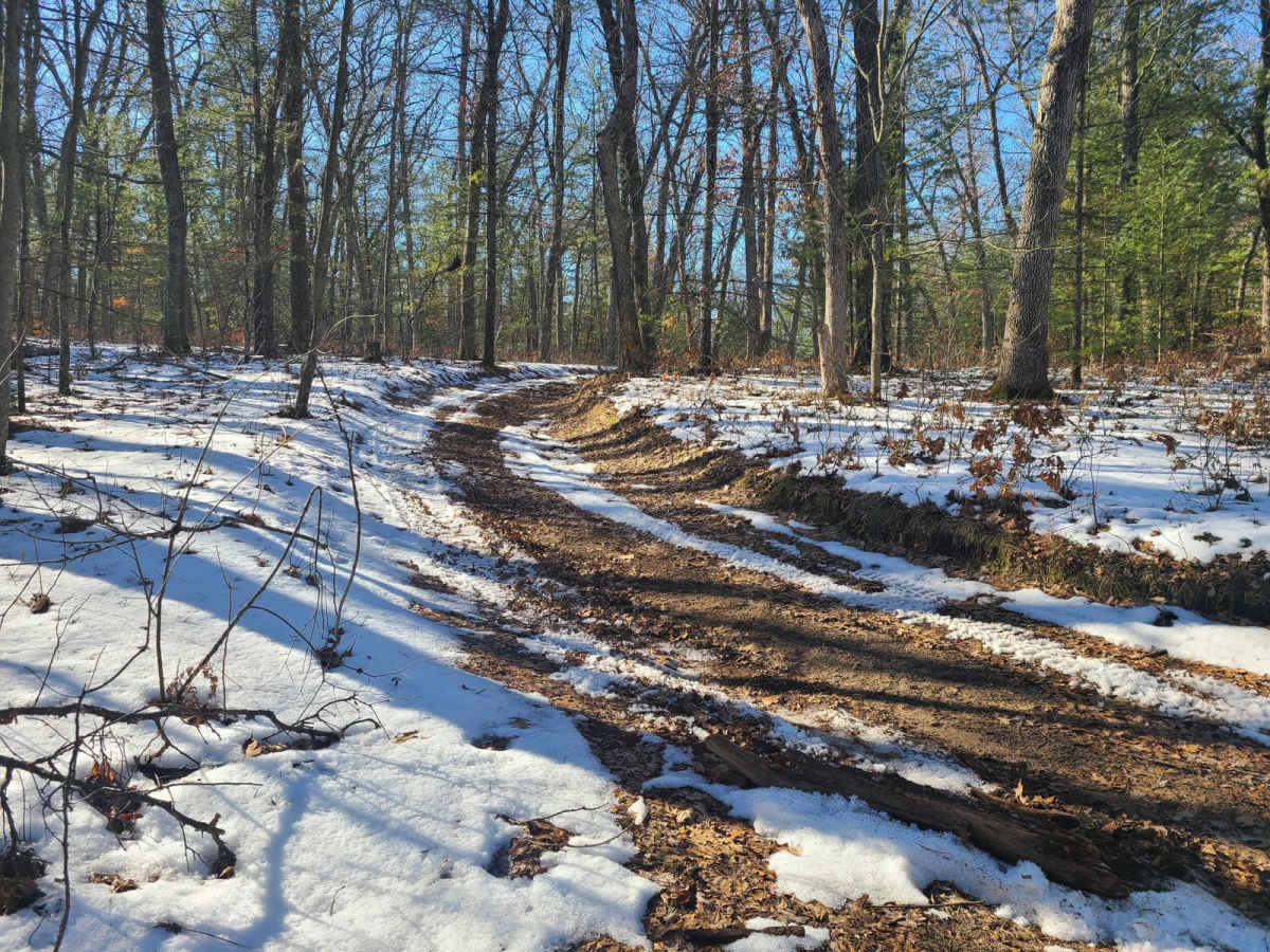 Forest Road 9100 photo 6
