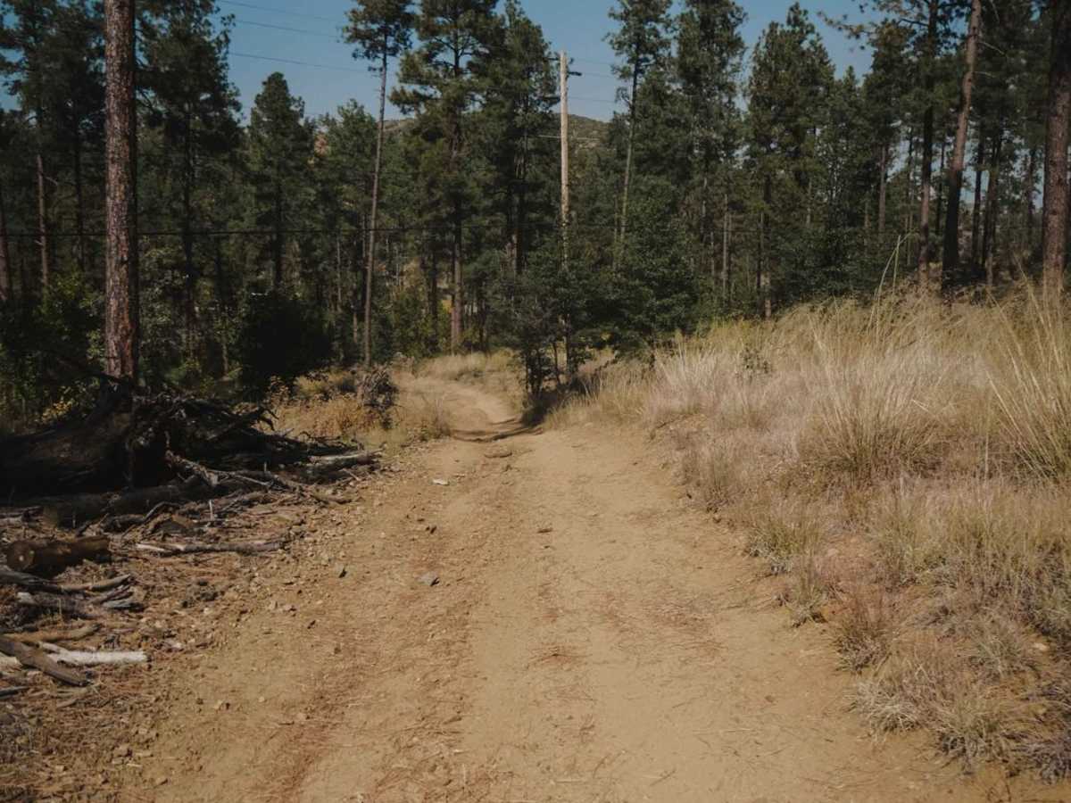 Ponderosa photo 5