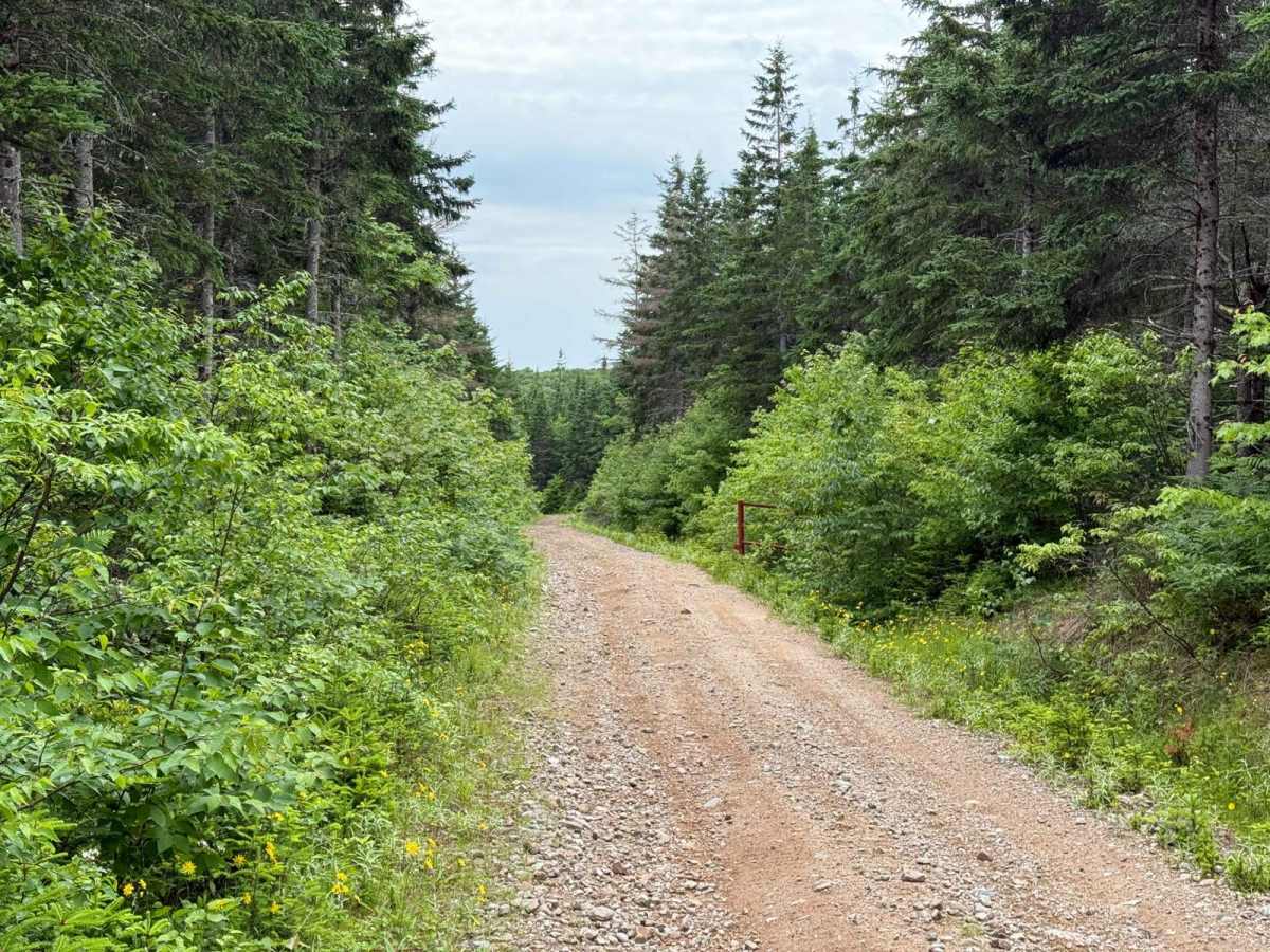 Trout River Trail photo 4