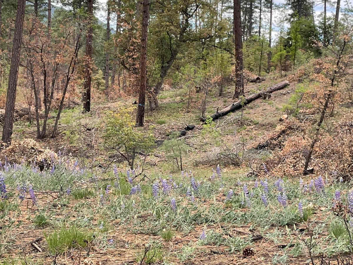 Wolf Creek to Senator Highway photo 4