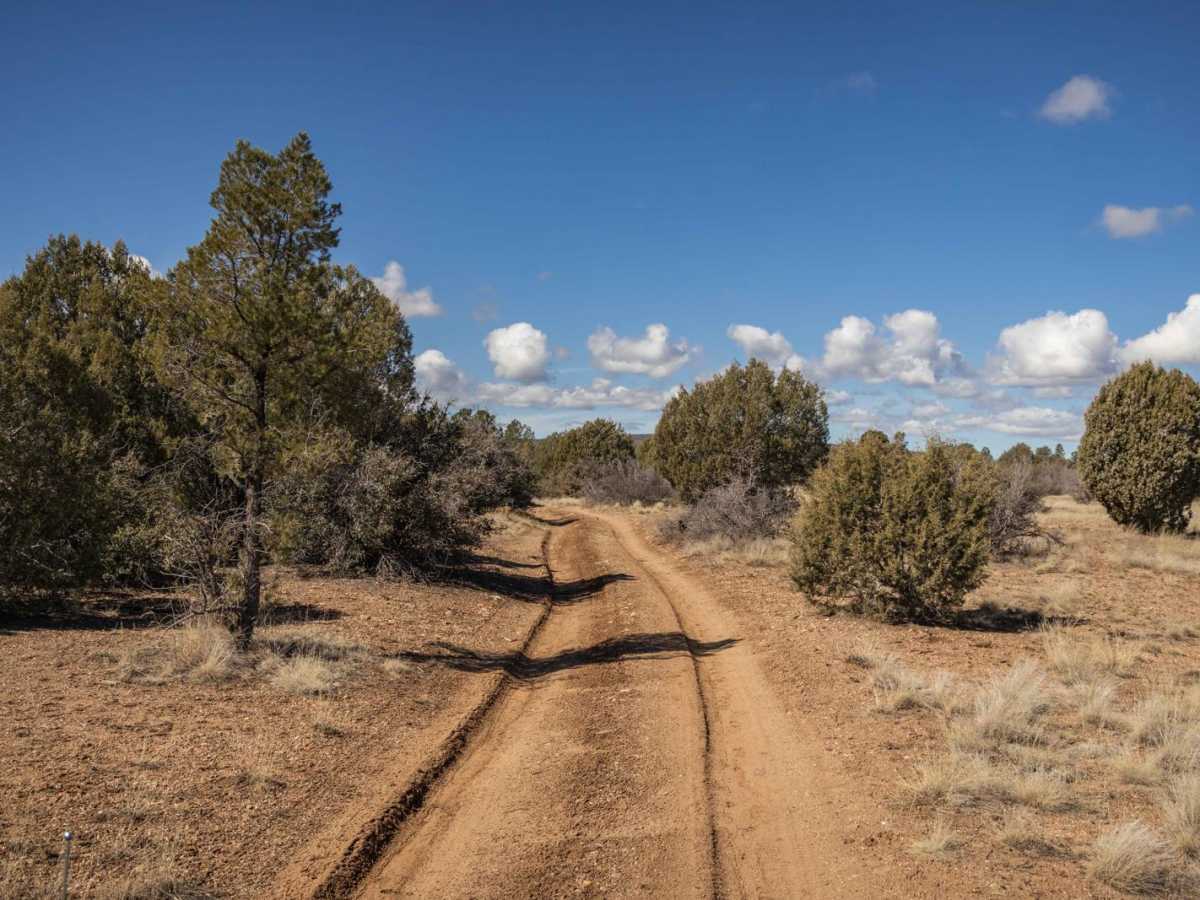 Javelina Problem photo 5