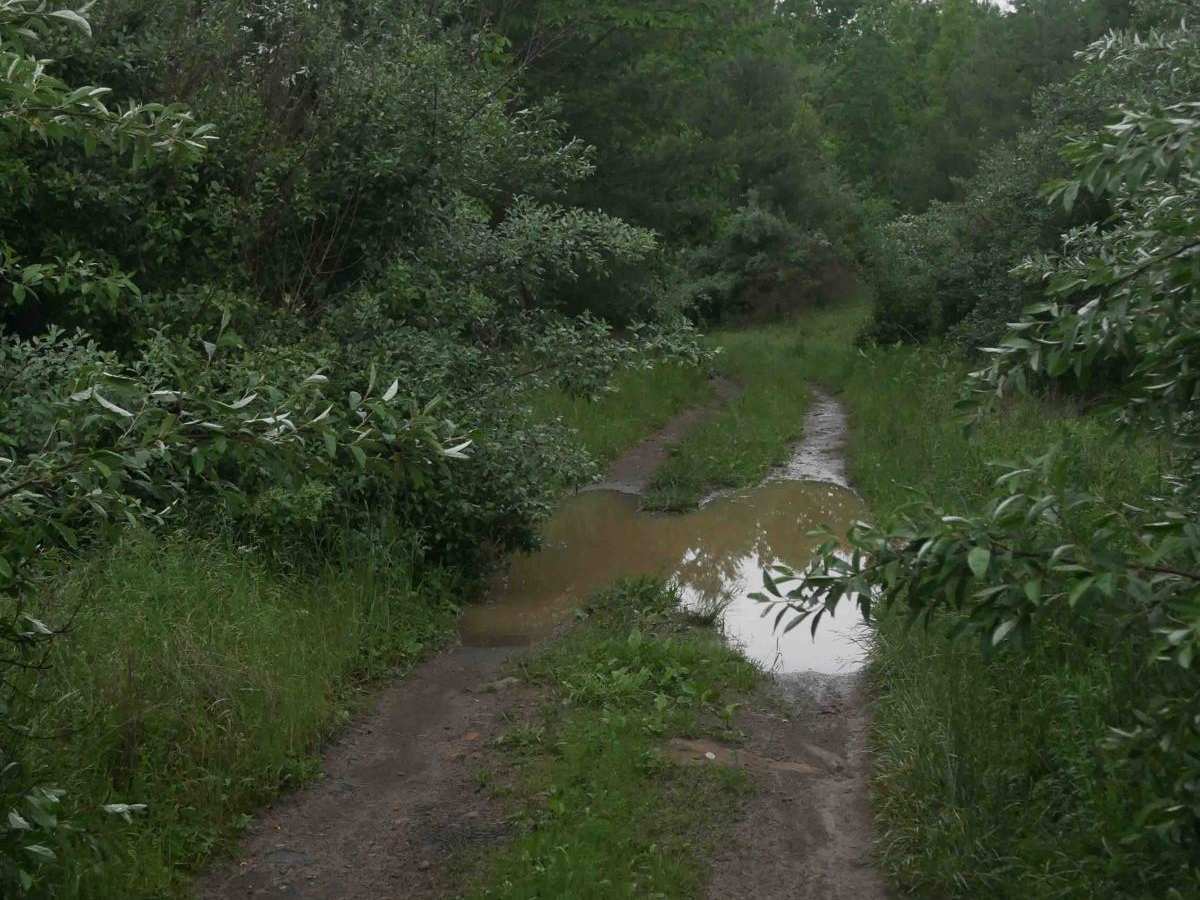 CC50 trail photo