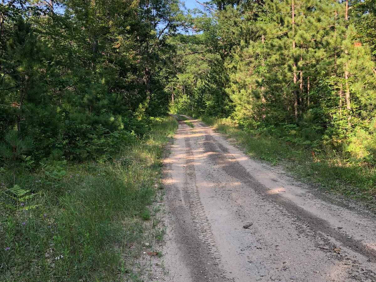 Jack Pine trail photo