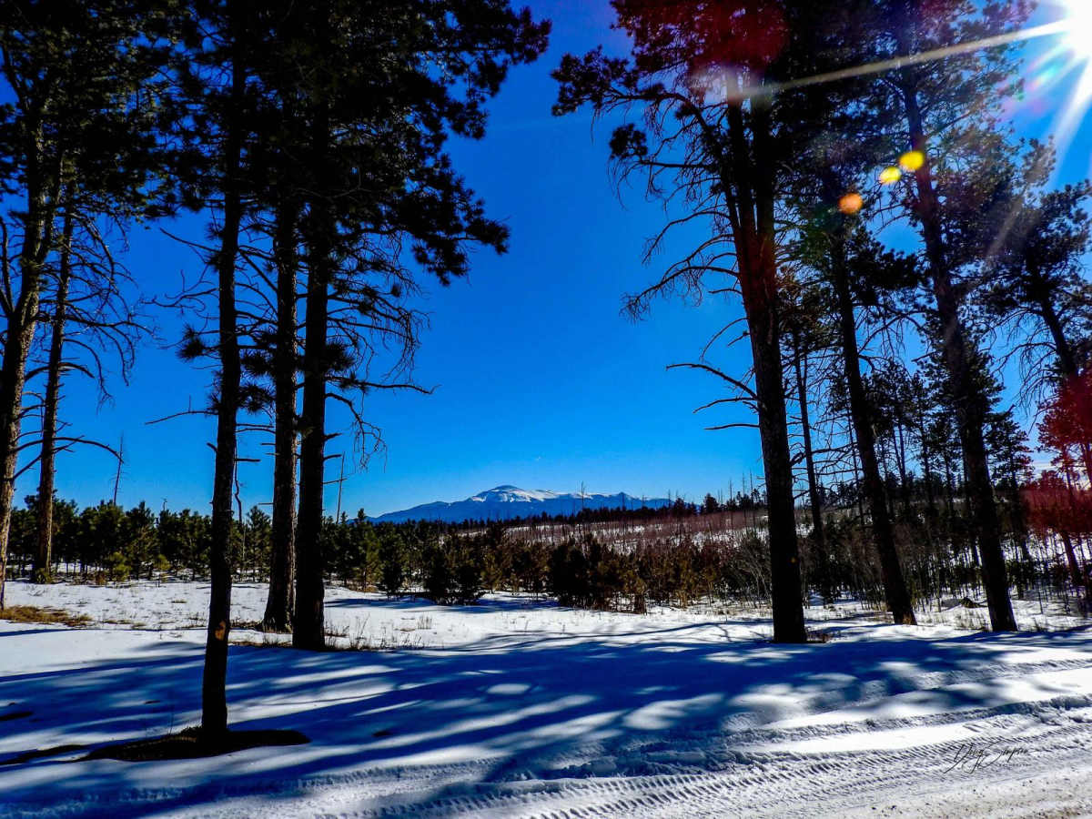 Forest Road 201 photo 2