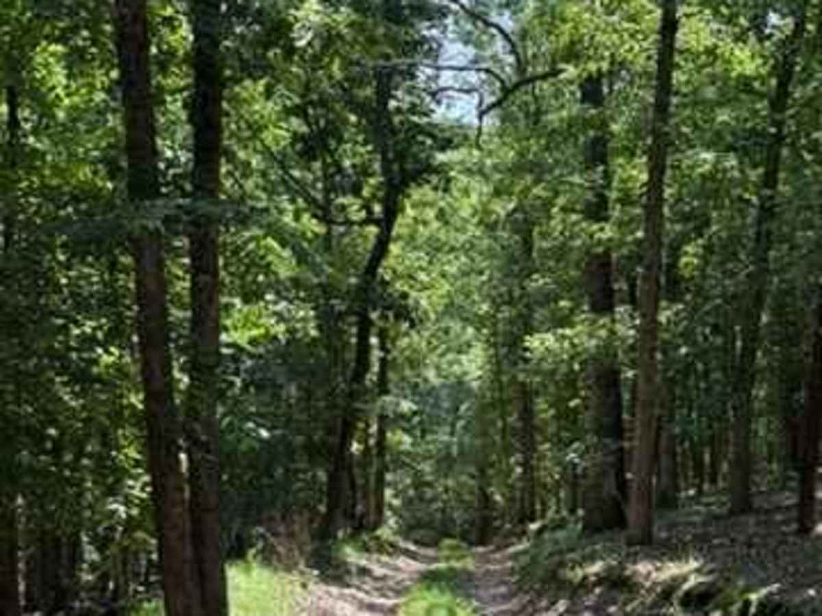 Alli's Trail photo 2