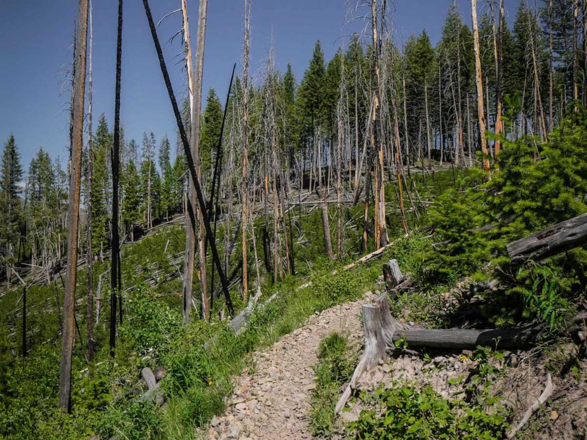 Red Warrior - Lodgepole photo 3