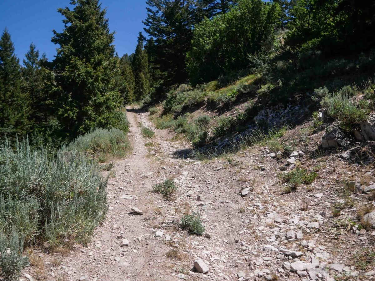 Steep Springs #3450  trail photo