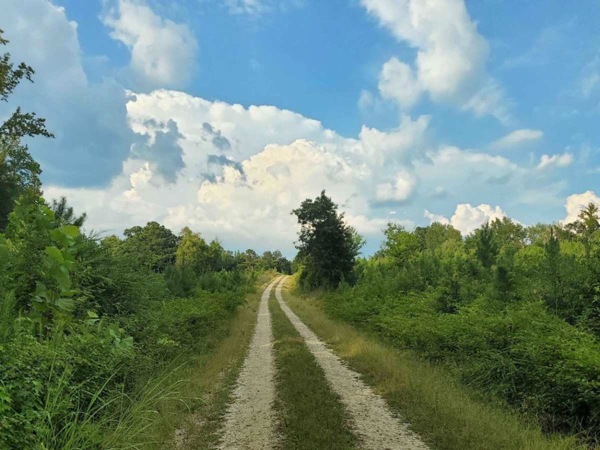 Francis Marion & Sumter National Forests Southern Adventure Route trail photo