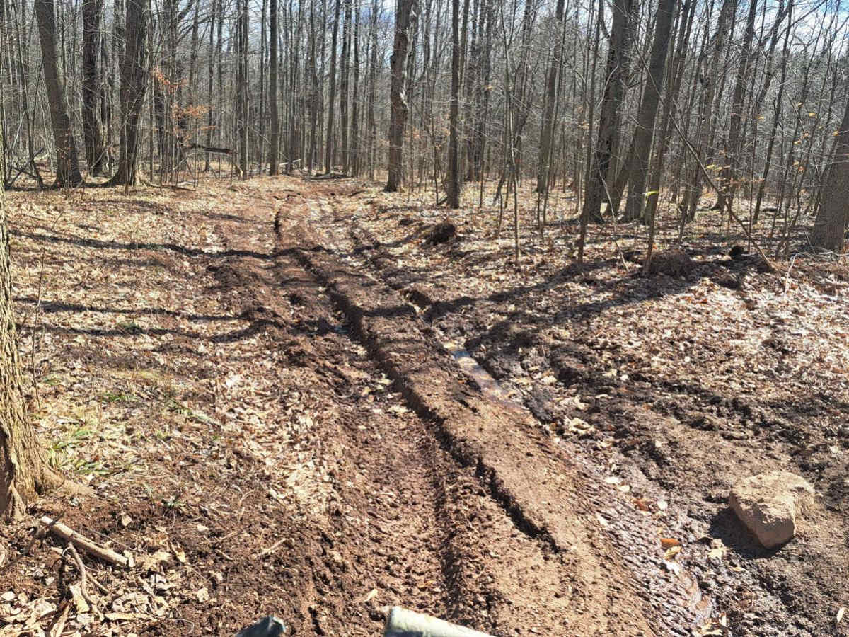 River Birch trail photo