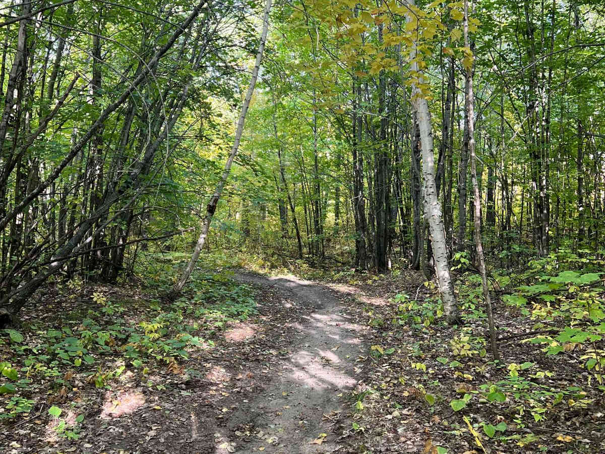 Paul Bunyan's Overgrown ATV Trail photo 2