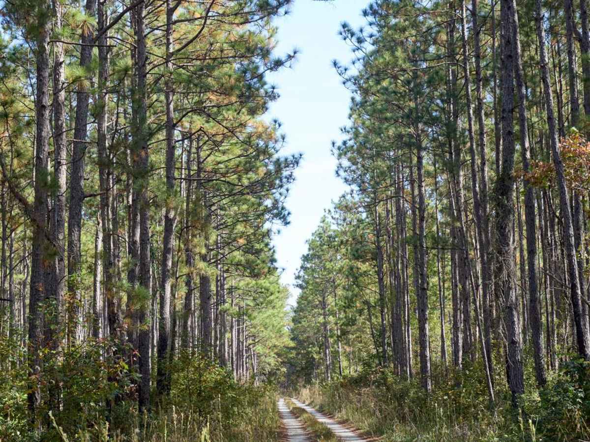 Coordesville - FSR 130 photo 3