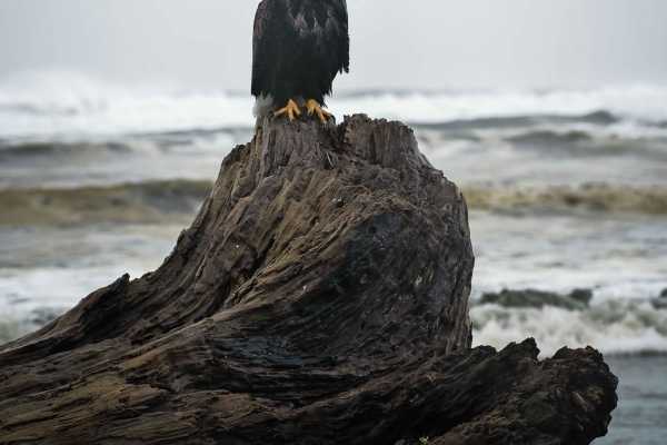 Ocean Shores Beach Highway