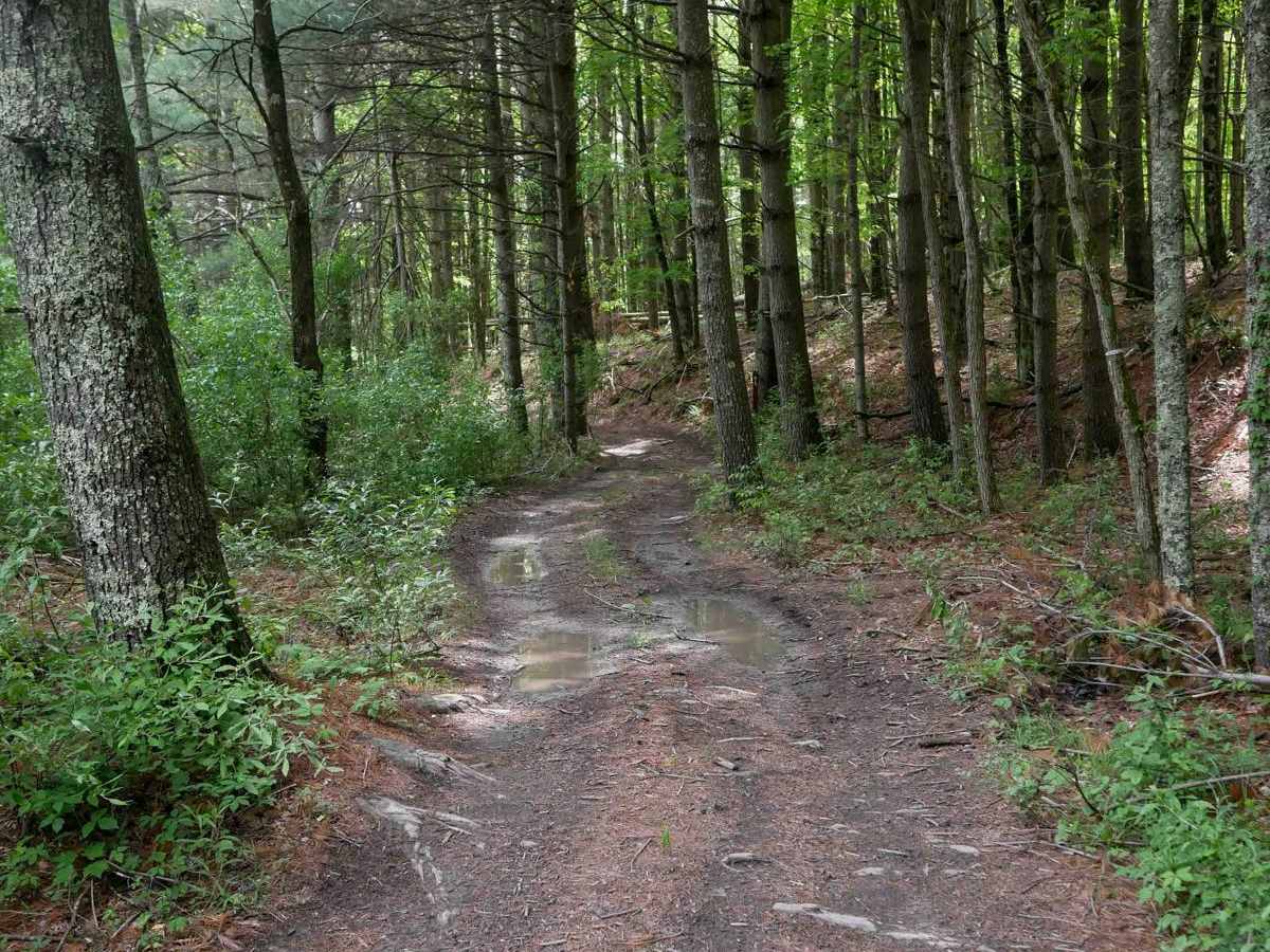 OP 9 trail photo