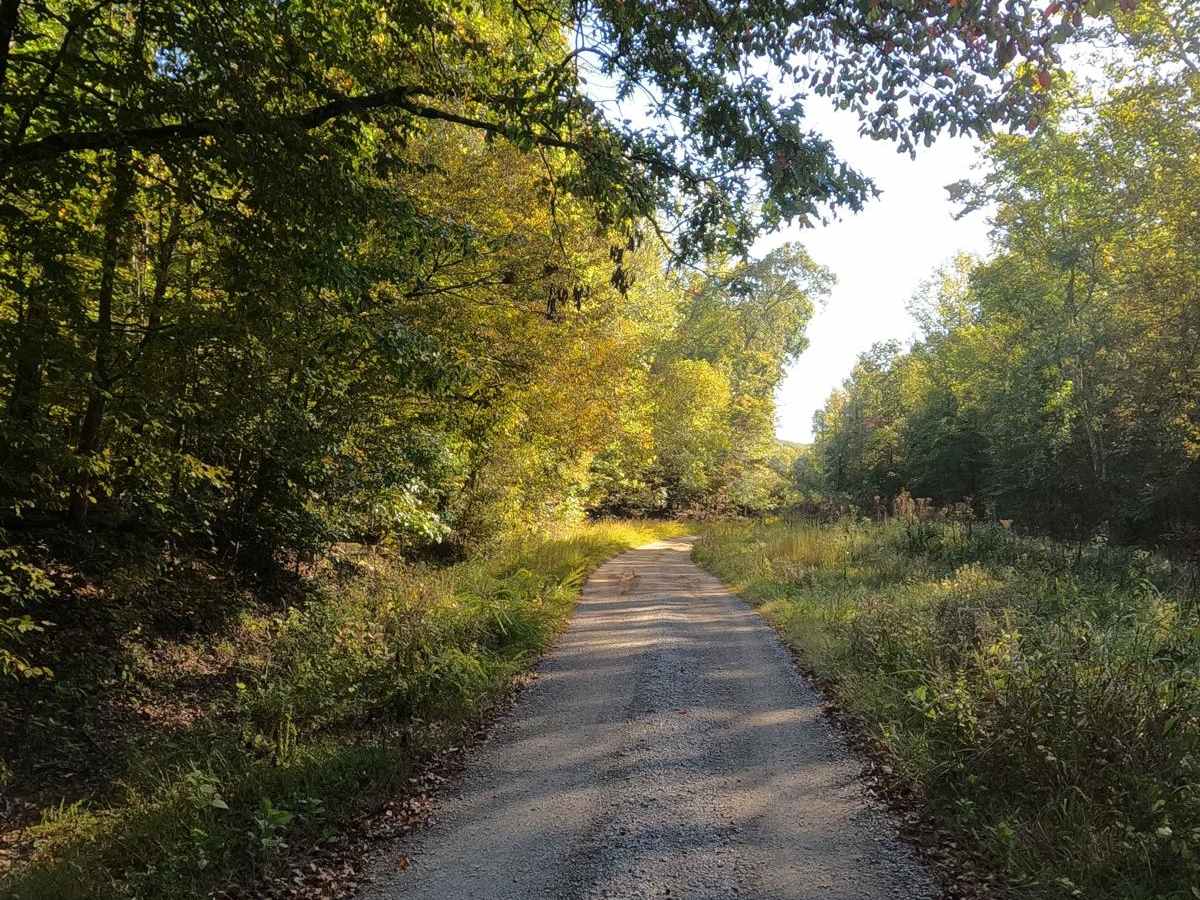Colson Hollow Road - FS 169 photo 6