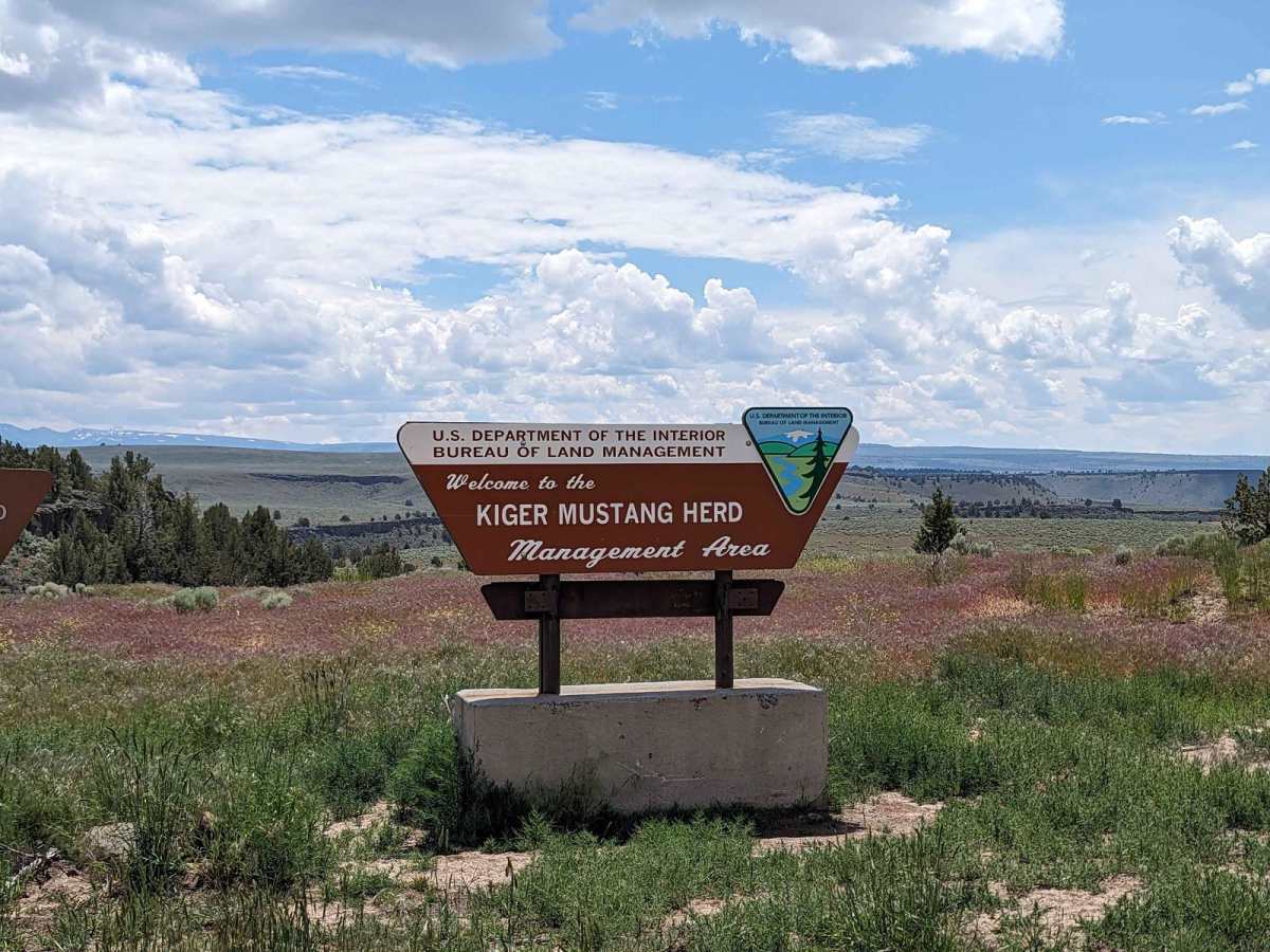 Kiger Mustang Viewing Area Road trail photo