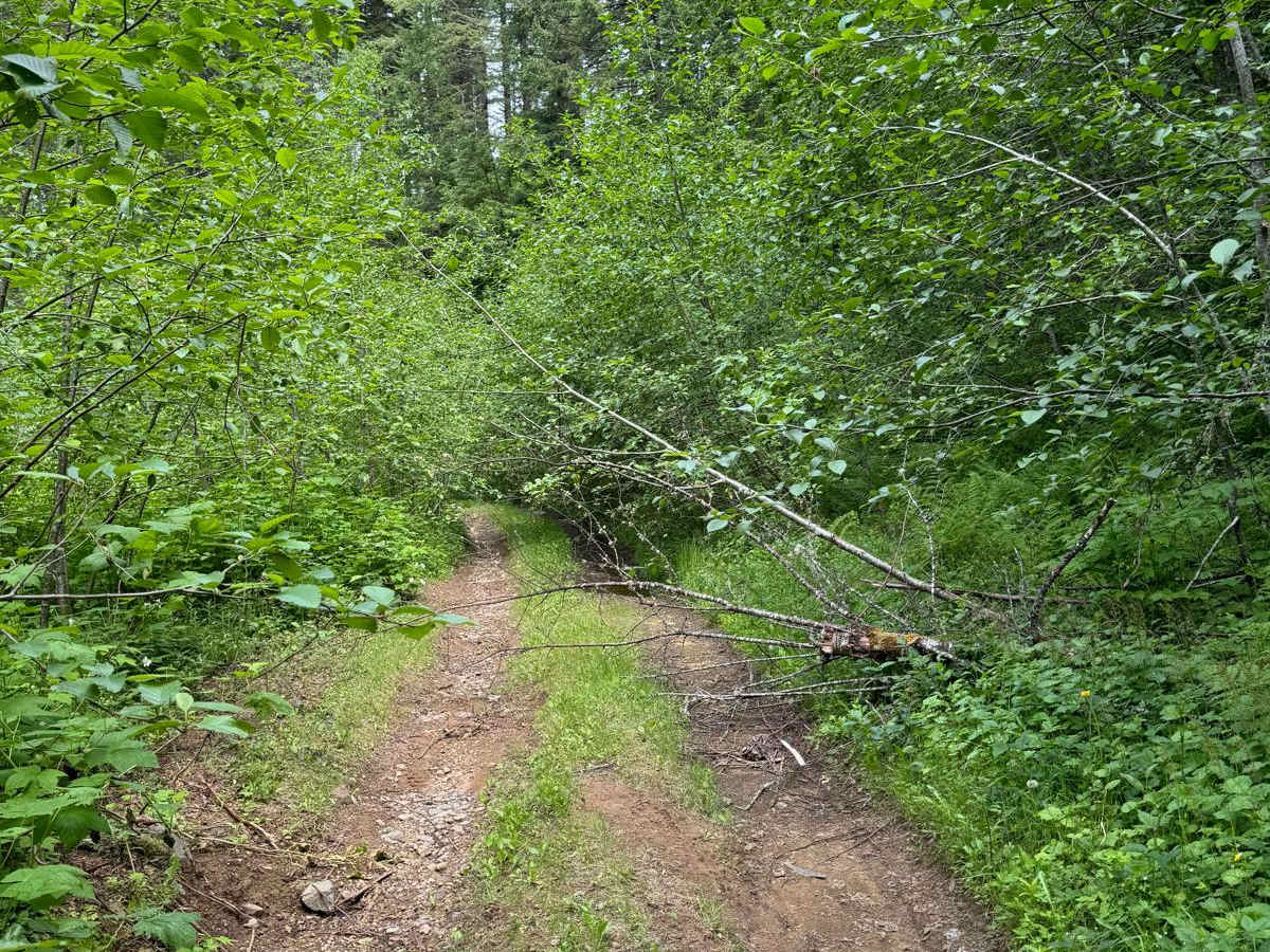 4104504 - Deep Woods Adventure photo 3