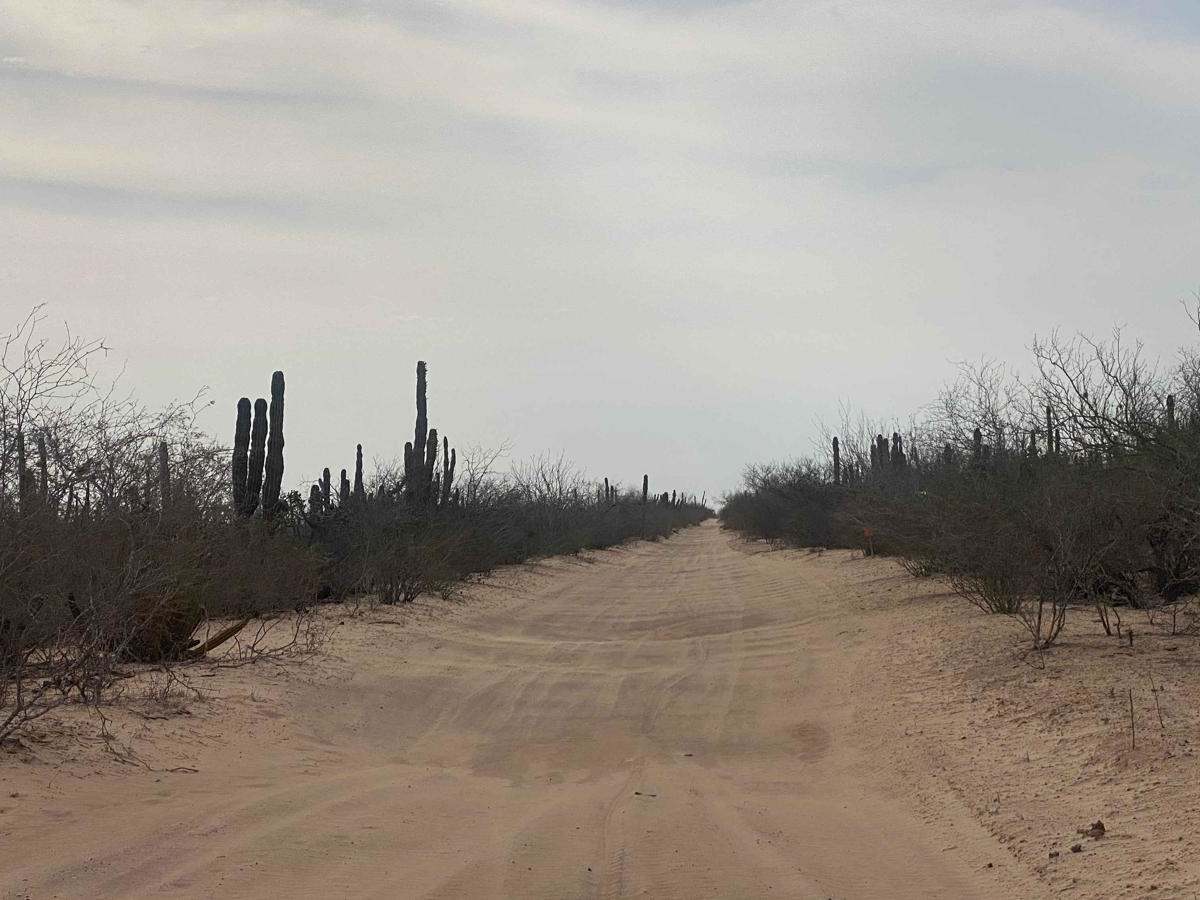 Middle Road - Mangroves photo 5