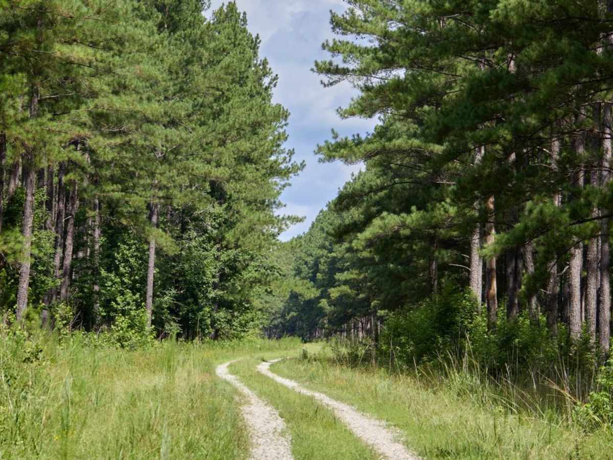 Hamilton Ridge Wildlife Loop photo 2
