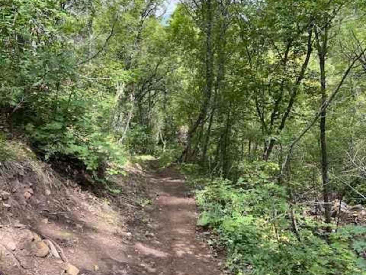 Left Fork Days Canyon (8011) photo 4