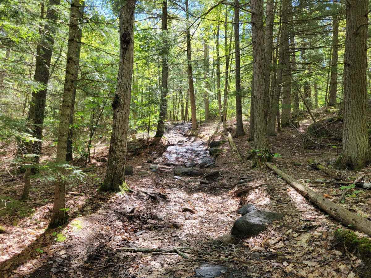 Quinn Loop Backdoor Trail trail photo