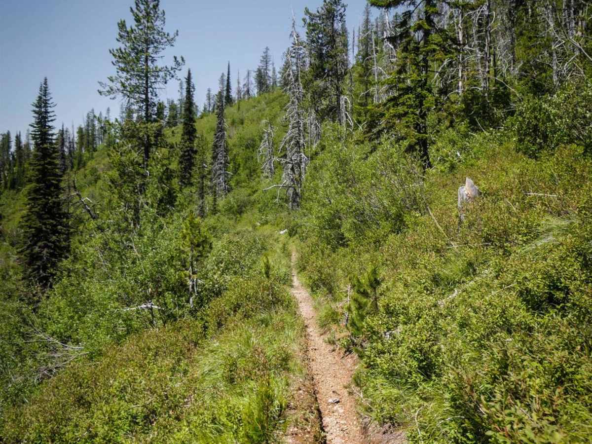 Nelson Ridge photo 3