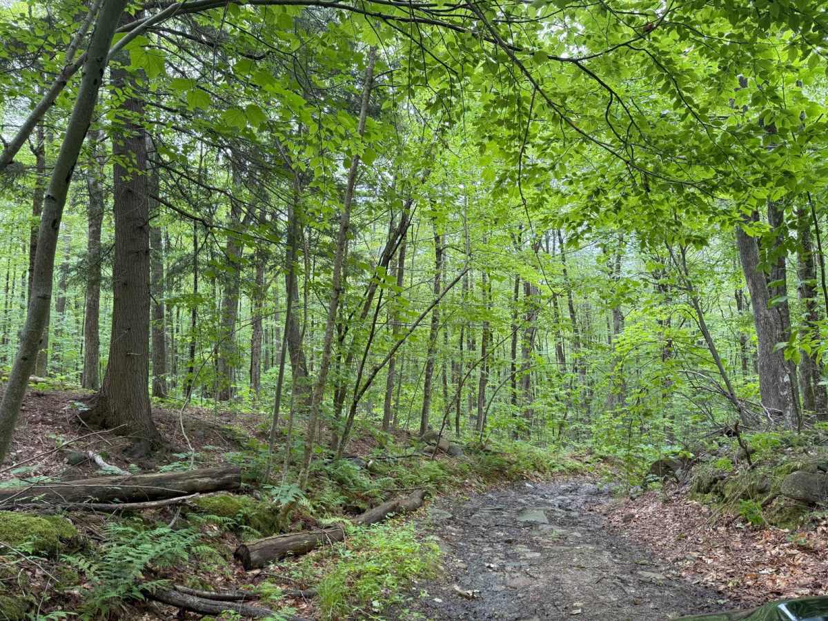 Berry Hill to Old Country Road Loop photo 3