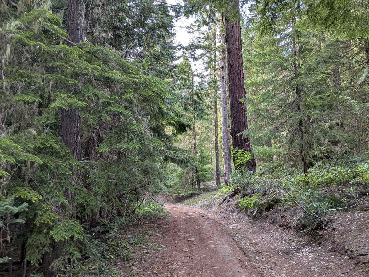 FS 4250000 trail photo