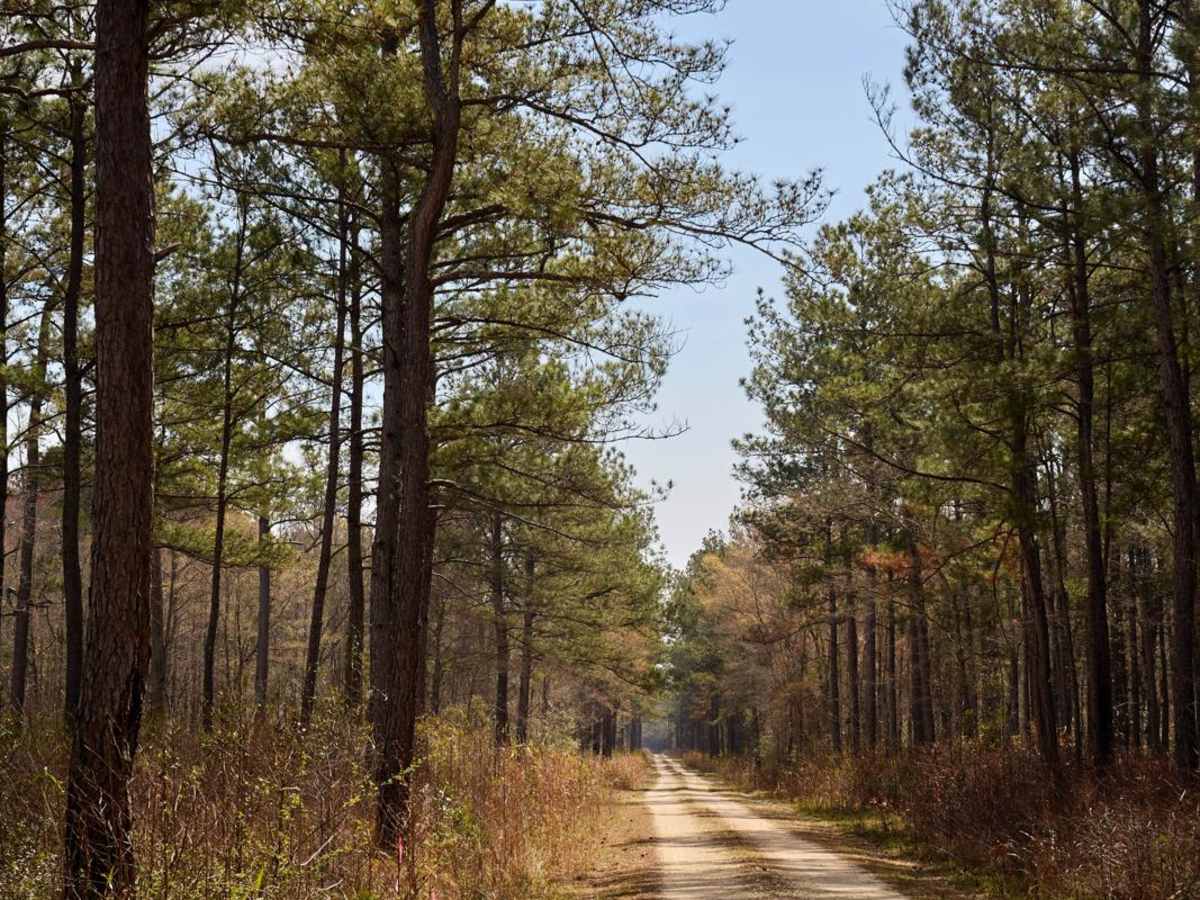 Dog Swamp - FSR265 photo 3
