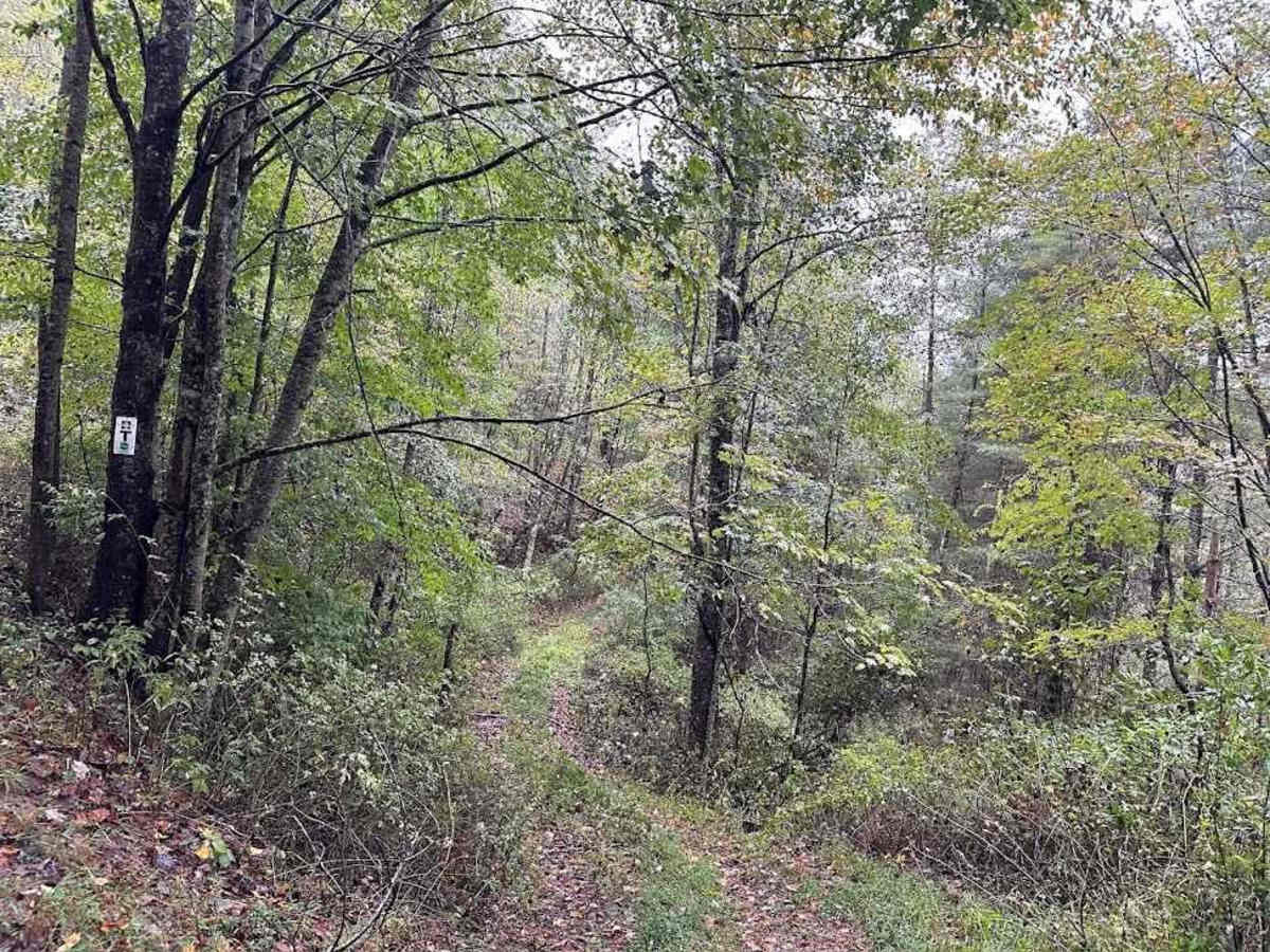 78 Black trail photo