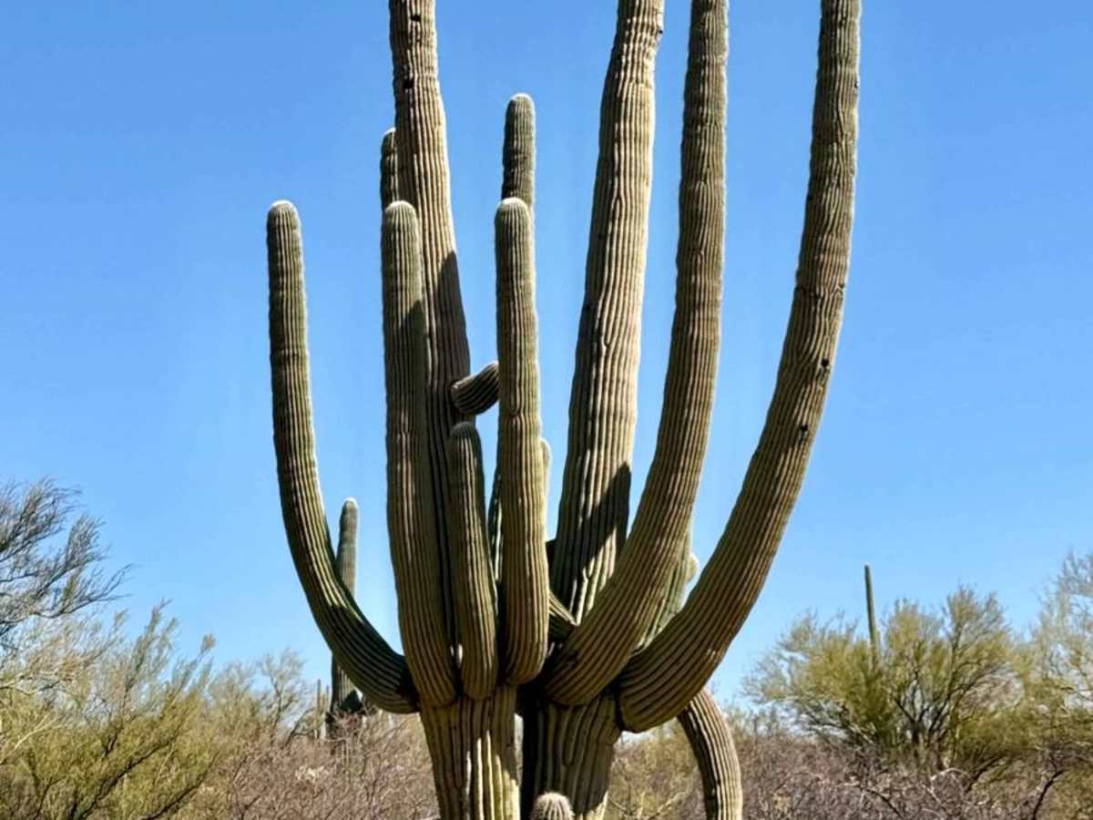Pinal Pioneer Pole Line East: Freeman to Private Ranch photo 3