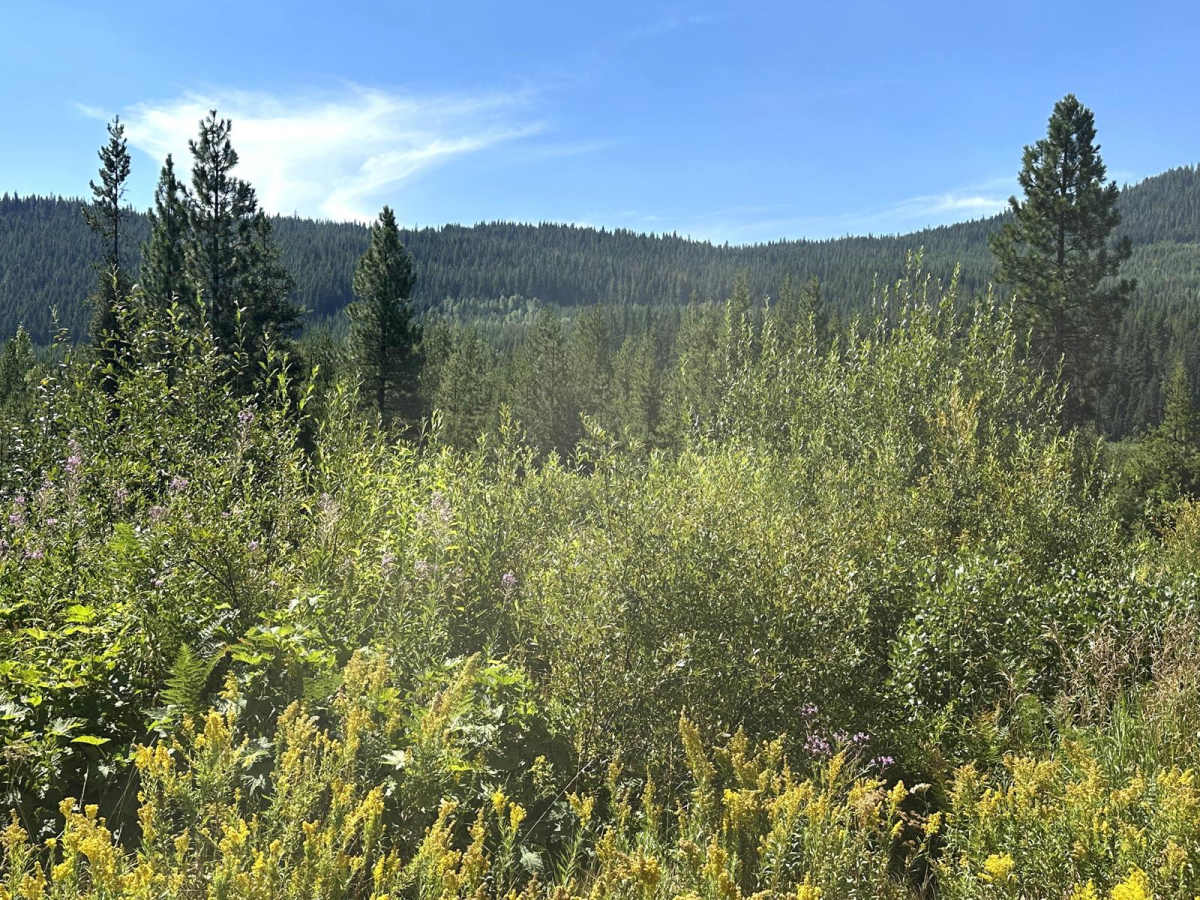Big Meadow Creek Road photo 3
