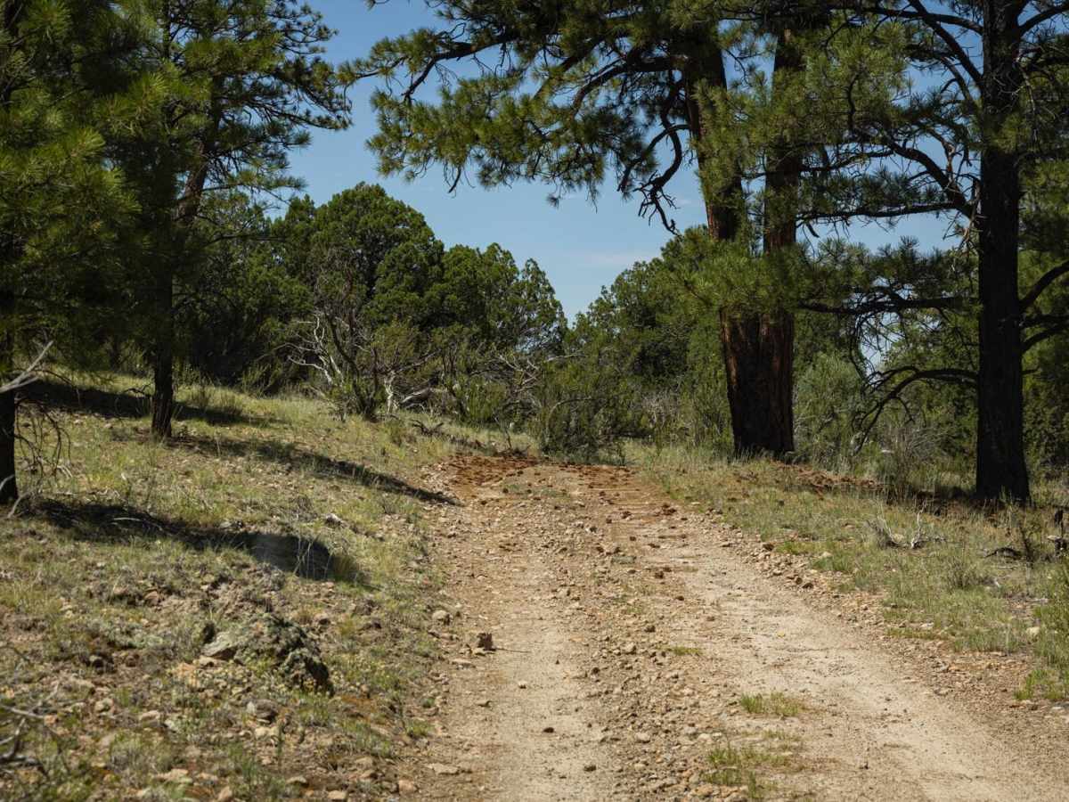 The Wooded Curve photo 2